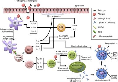 Enterosorbents in complex therapy of food allergies: a focus on digestive disorders and systemic toxicity in children